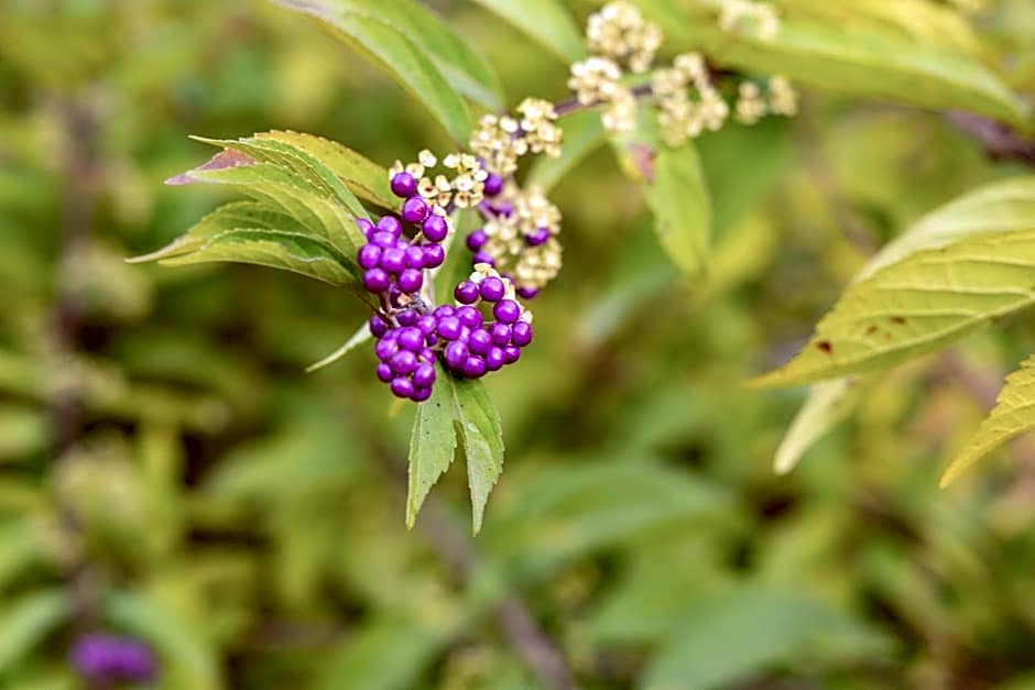 Eco-Resort Parco Botanico Fiorlago