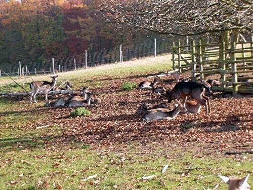 Waldhotel Forsthaus Remstecken