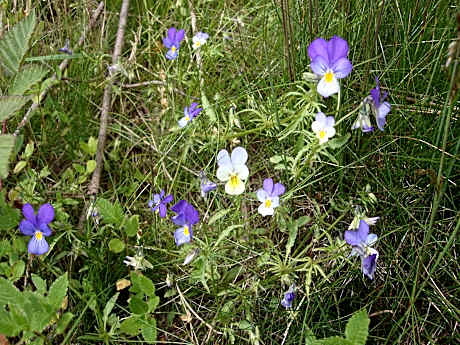 Hillside Cottage near Winterberg