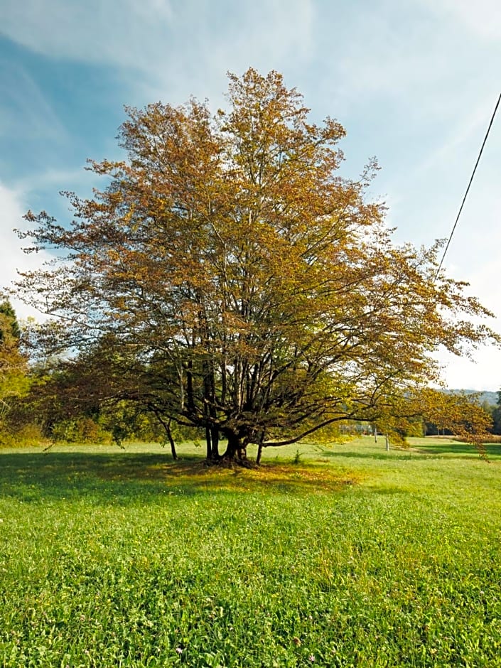 B&B AL VECCHIO CARPINO