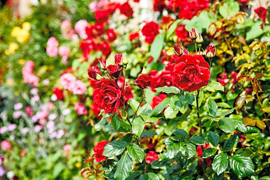 Willington Hall Hotel