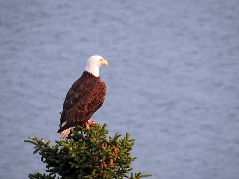 Alaska Adventure Cabins