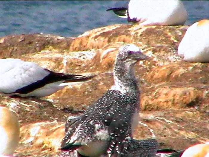 Cape Nelson Lighthouse