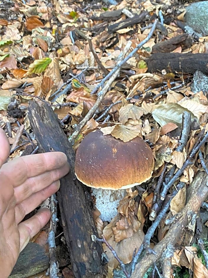 B&B La Locanda del Cinghiale