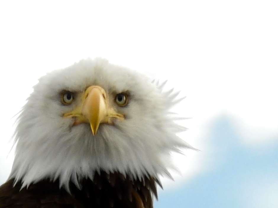 Alaska Adventure Cabins