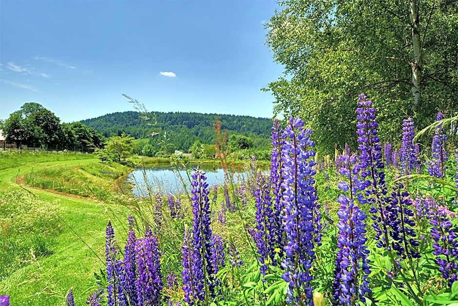 Rezydencja Bukowy Dwór