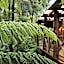 Cradle forest inn
