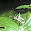 Daintree Crocodylus