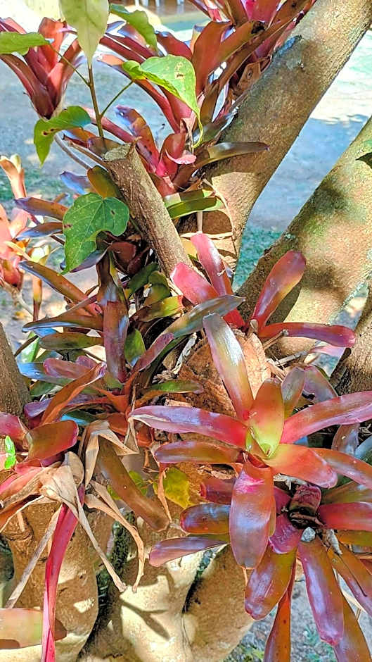 Pousada Casa da montanha