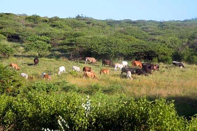 Aloe View Rock Lodge