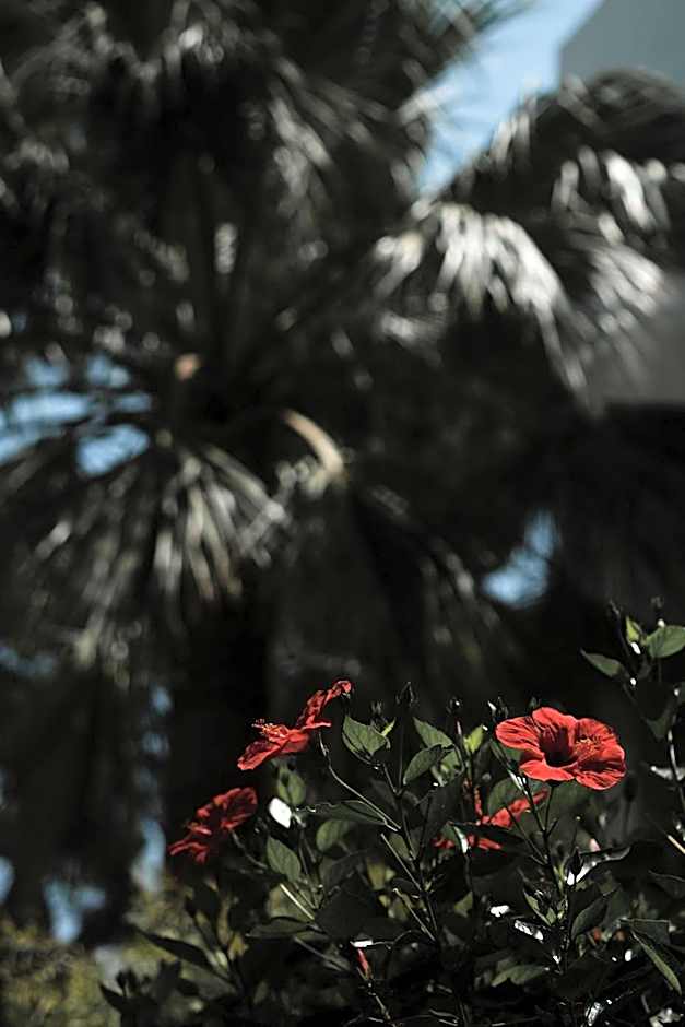 Prinsotel Alba & Spa