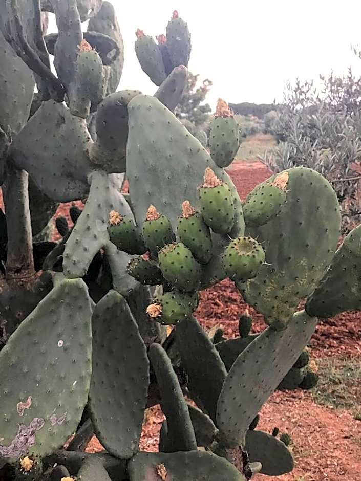 On Holiday Between Sky And Sea geco Di Campiglia pet friendly big garden