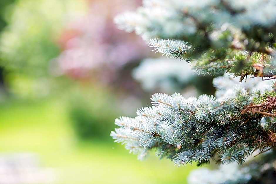 IMbery Hotel & Restaurant Hinterzarten