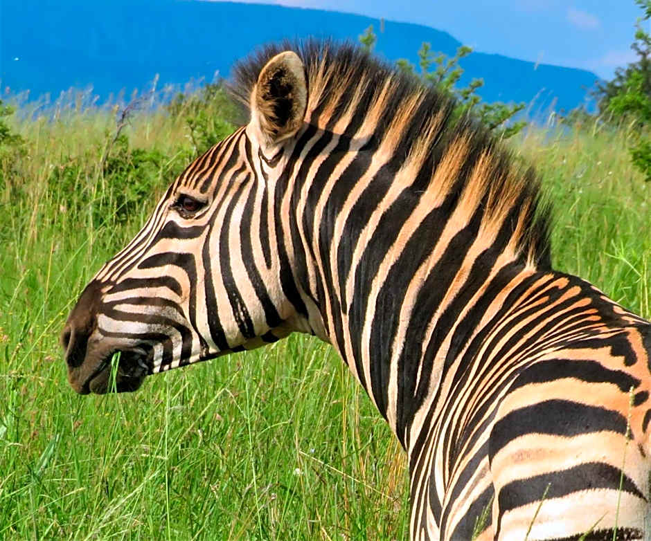 African Hills Safari Lodge & Spa