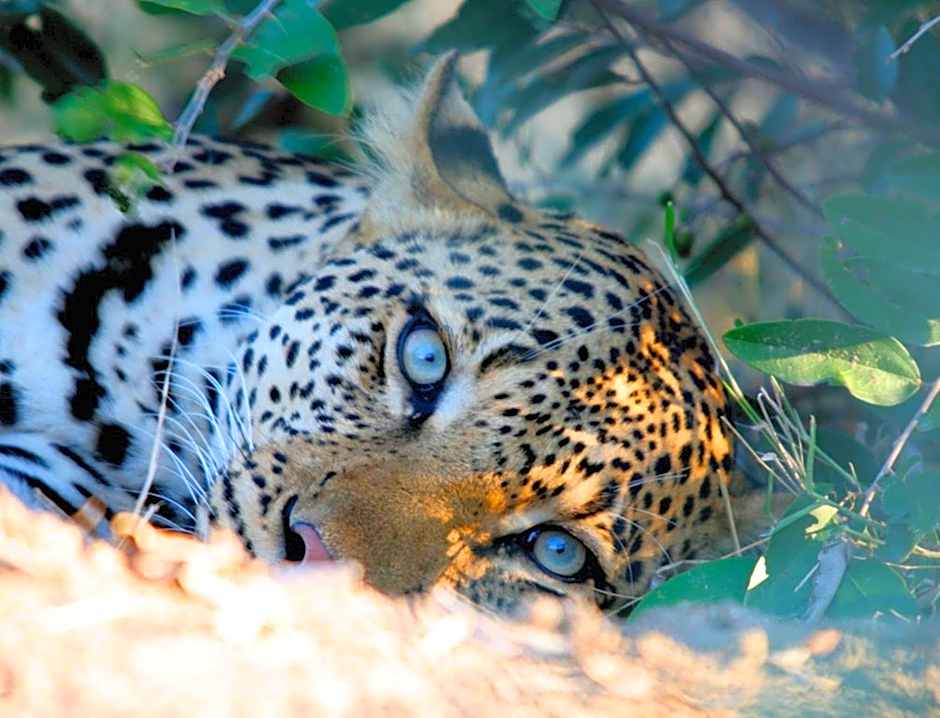 Kambaku Safari Lodge