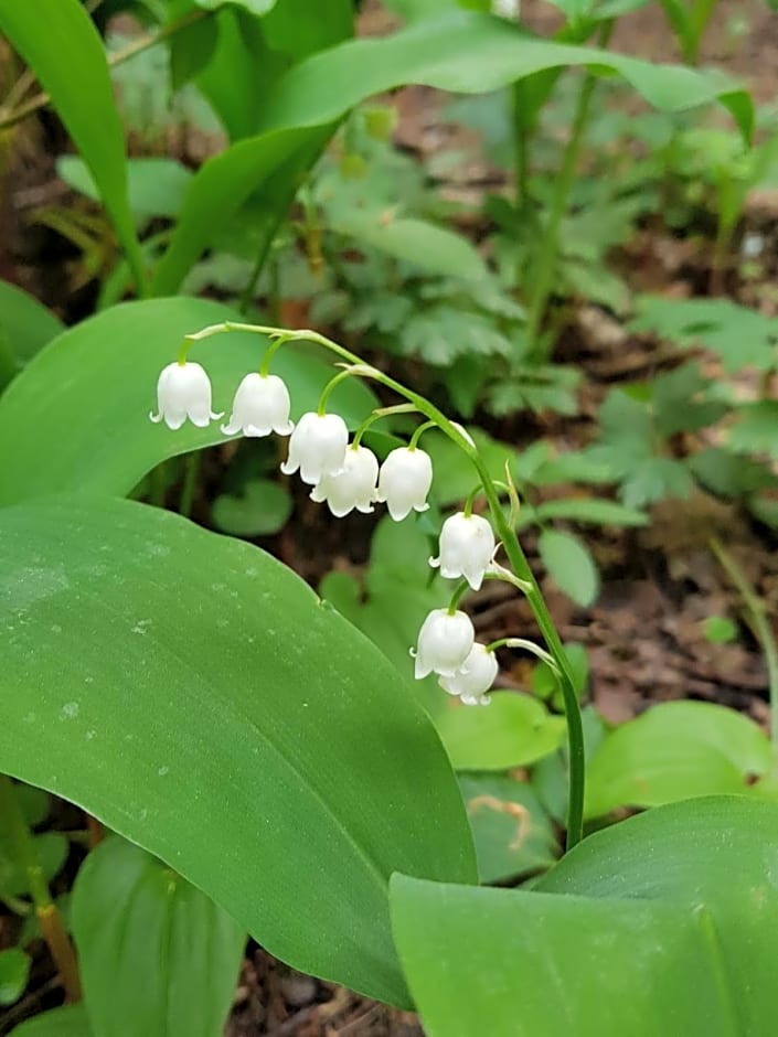 B&B Il Tulipano