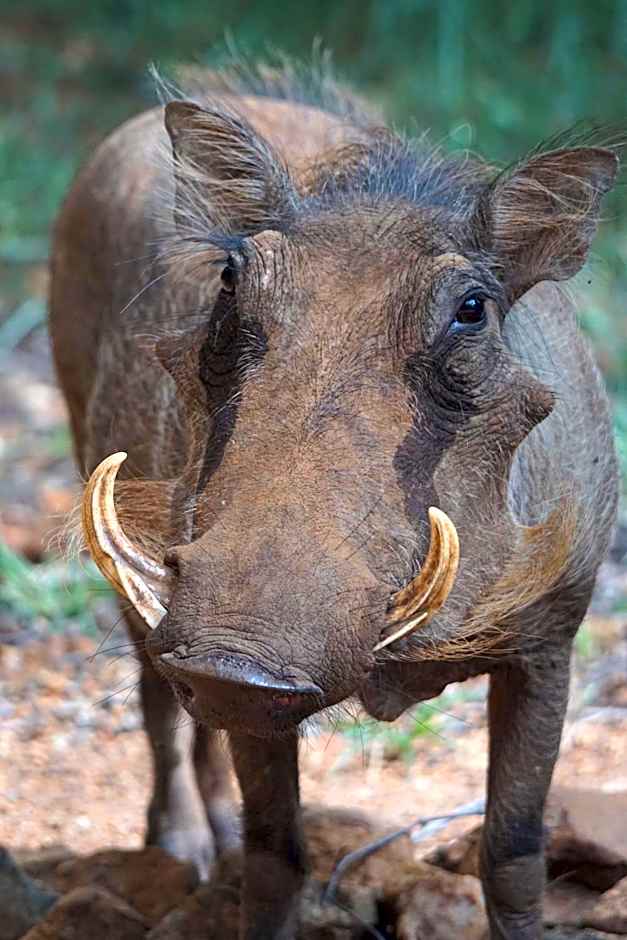 Bushbaby River Lodge