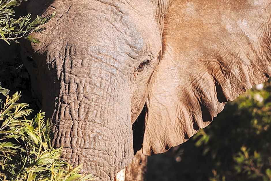 Nyosi Wildlife Reserve