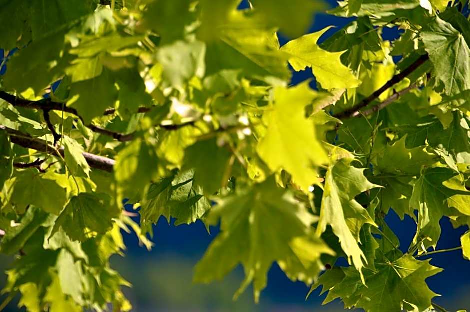 See-Hotel Post am Attersee