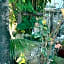 Lobo Inn Tulum