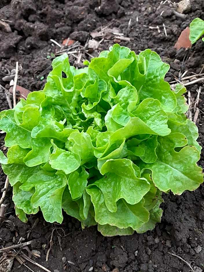 La Coutrotte Becquine