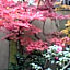 Tsubakiso