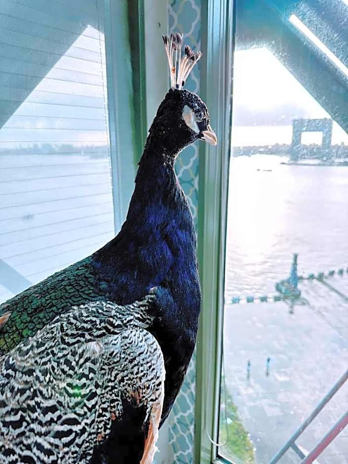 Crane Hotel Faralda Amsterdam