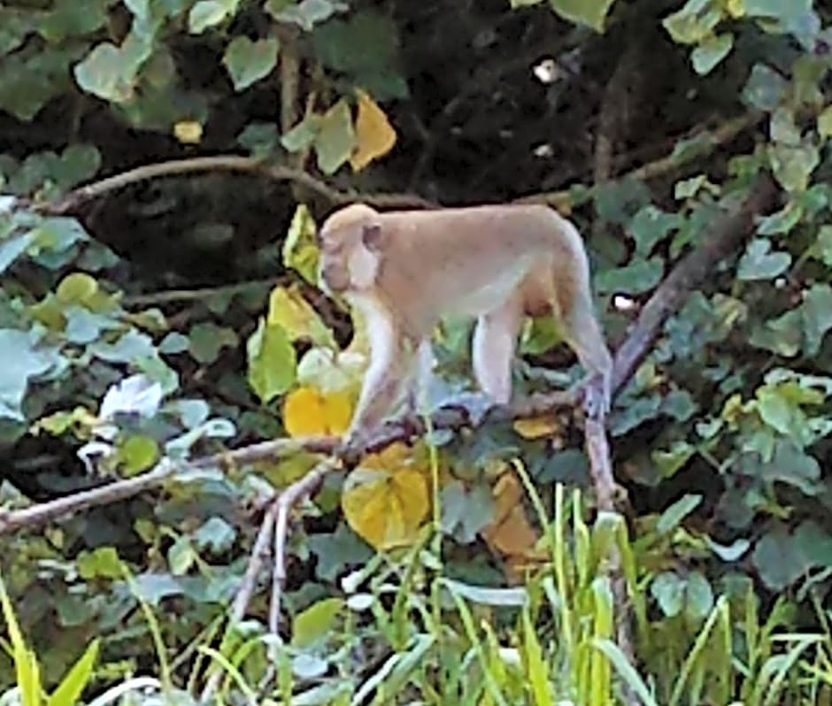The Beachaven Chalets, Kota Belud
