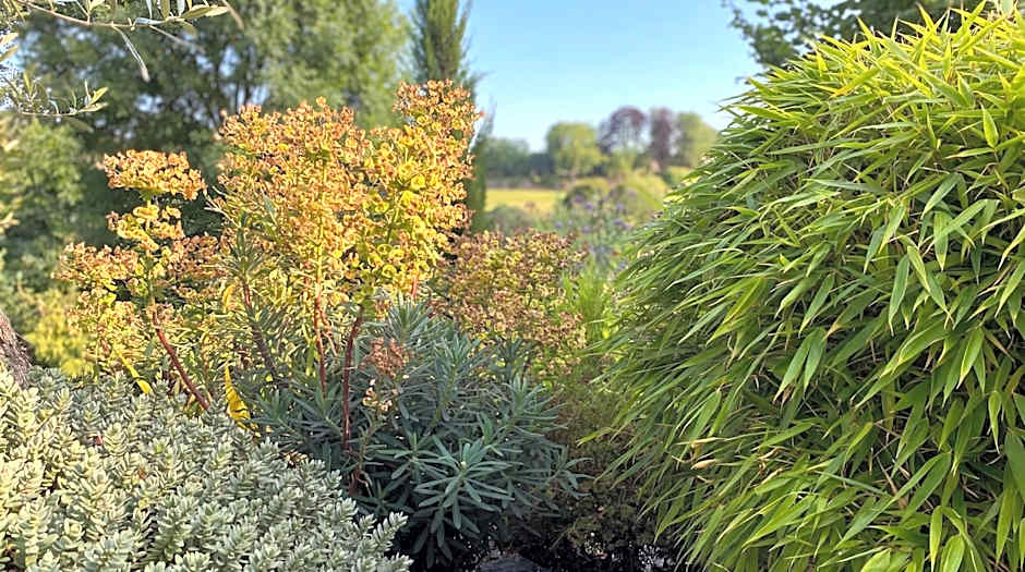 Les sapins verts - vue haras