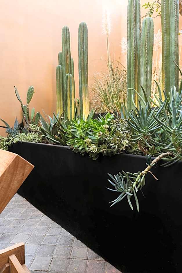 Macondo Arte Oaxaca