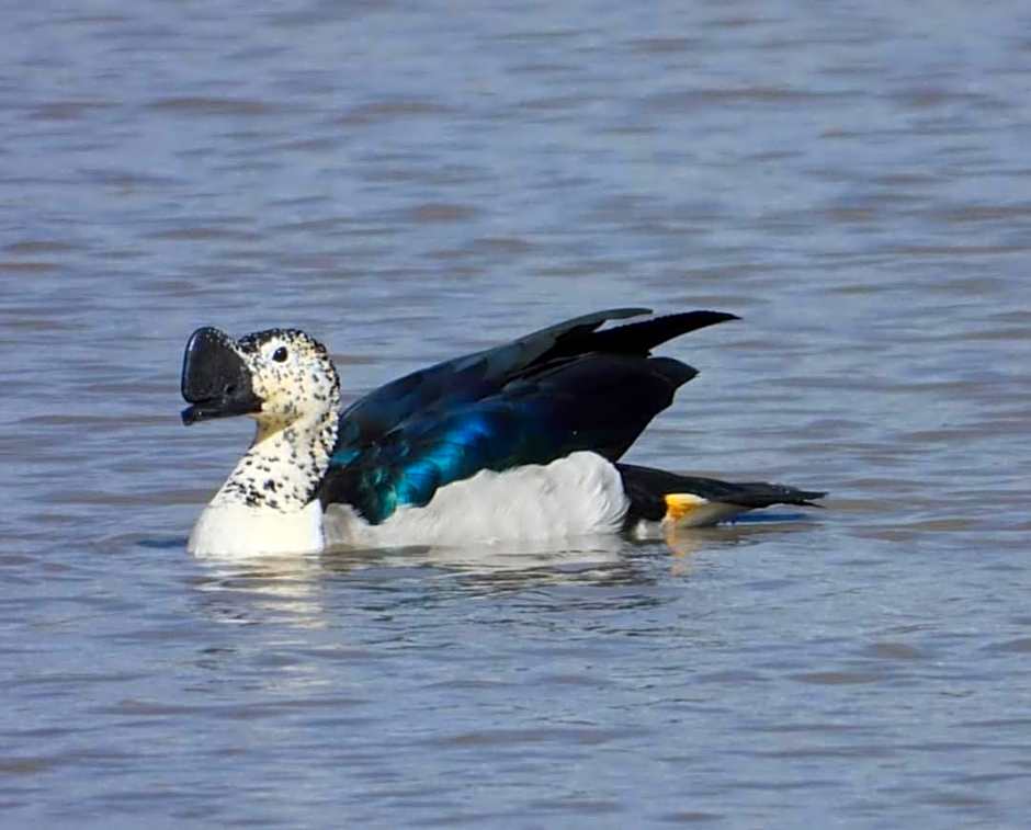 Hippo Waterfront Lodge
