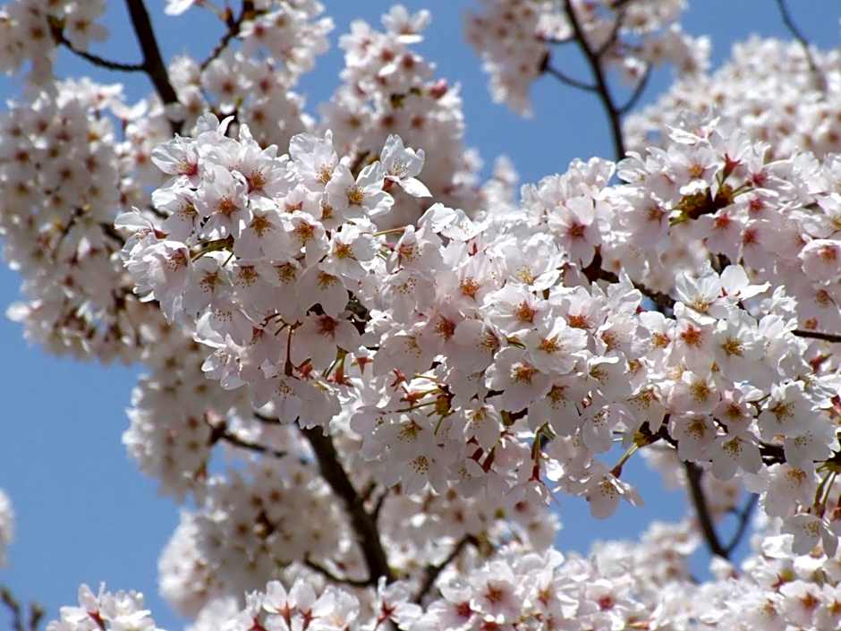 Maple Arima