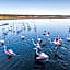 Coot Club