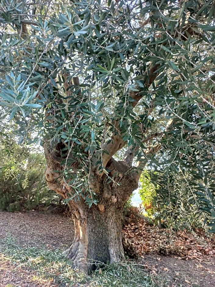 Profumo di Campagna