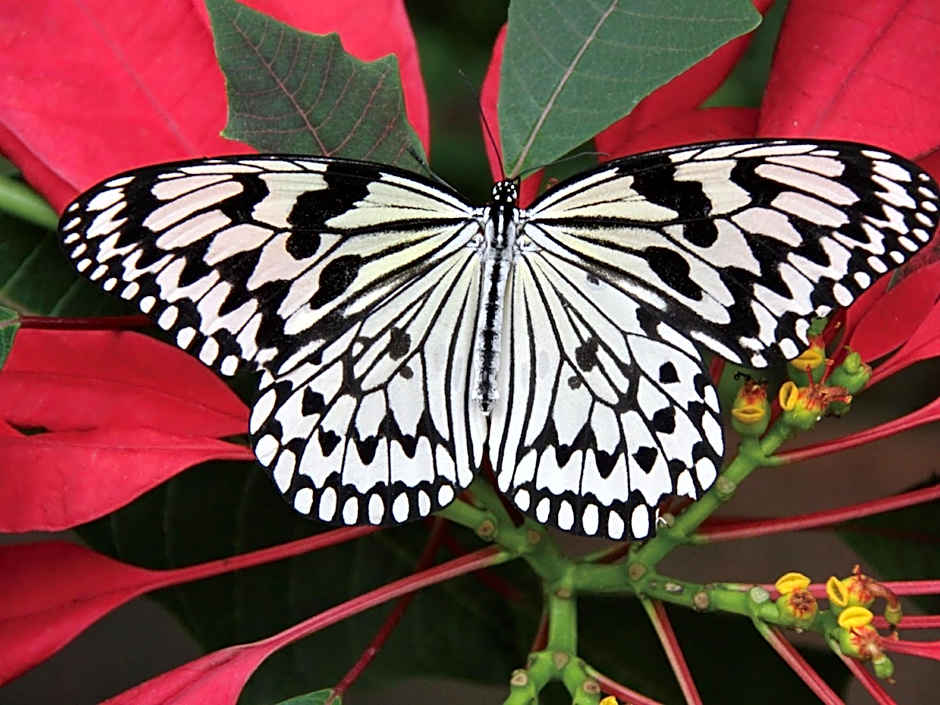 Karry CONDO CHURAUMI