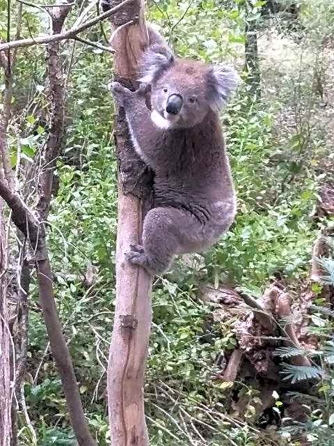 Mallacoota's Shady Gully Caravan Park