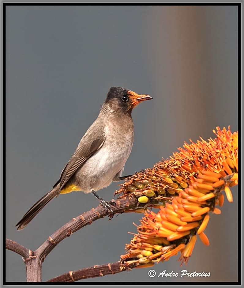 Aloe View Rock Lodge