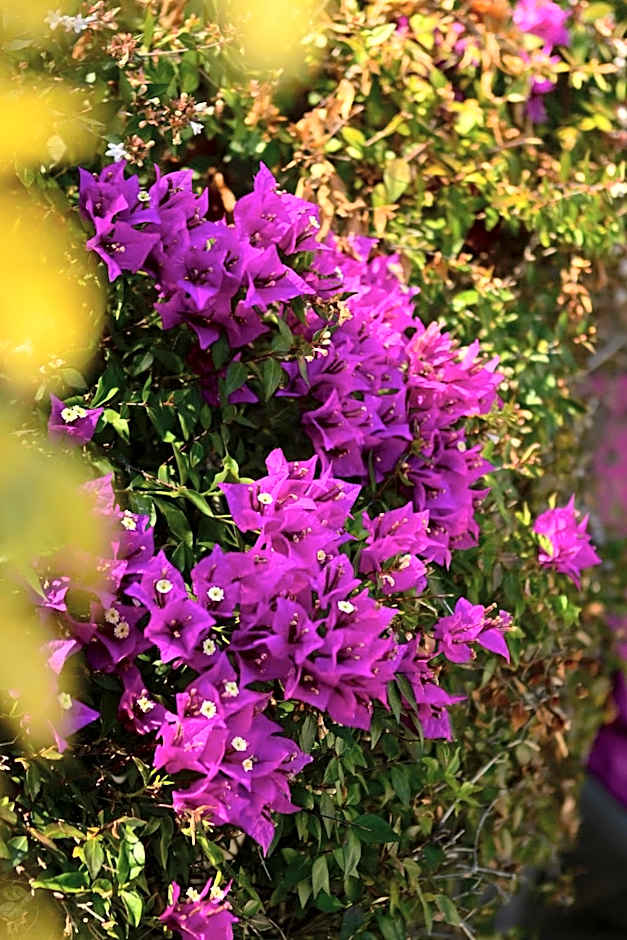 Les Jardins de Bormes, hôtel adult only avec sauna & jacuzzi