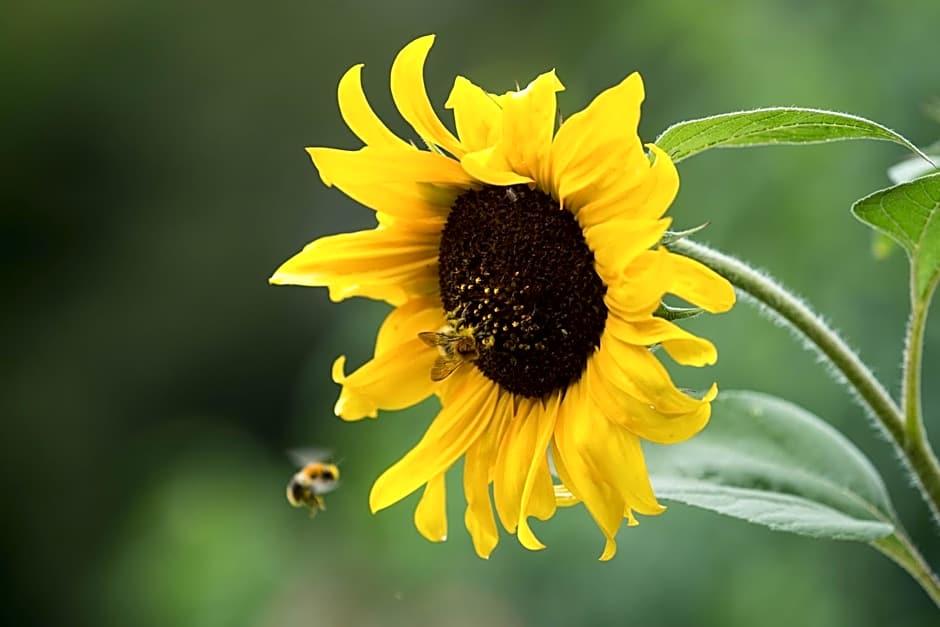 La Clairière du Verbamont