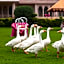Dhawala Resort by Aamod