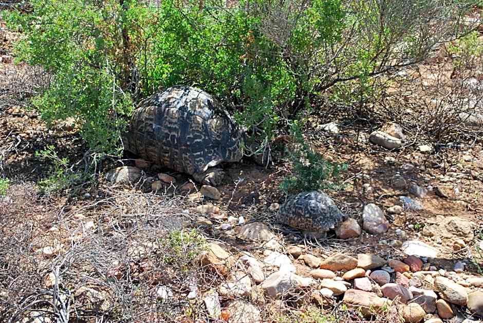 Amber Lagoon Eco Retreat - Chalets, Rooms and Glamping