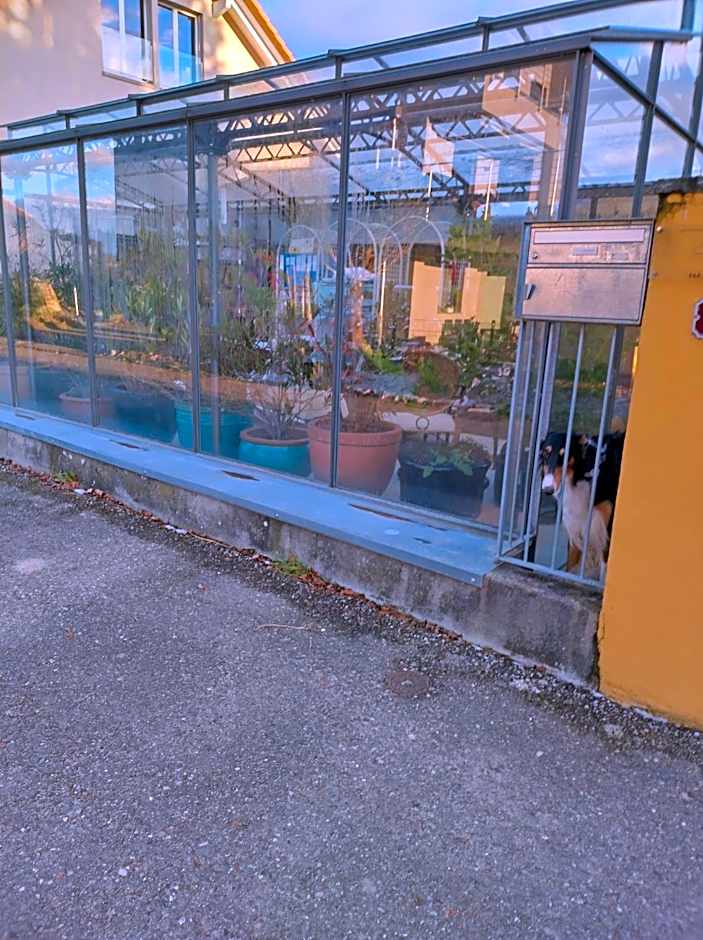 Swiss Borzoi House
