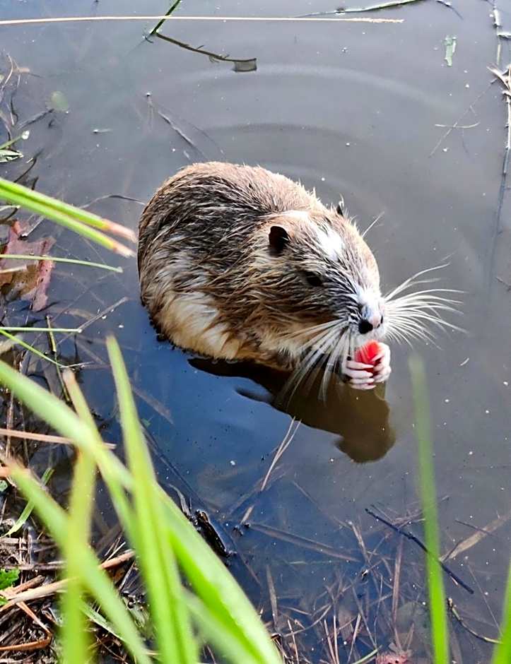 Private Farm Jakuzzi Sauna in the forest