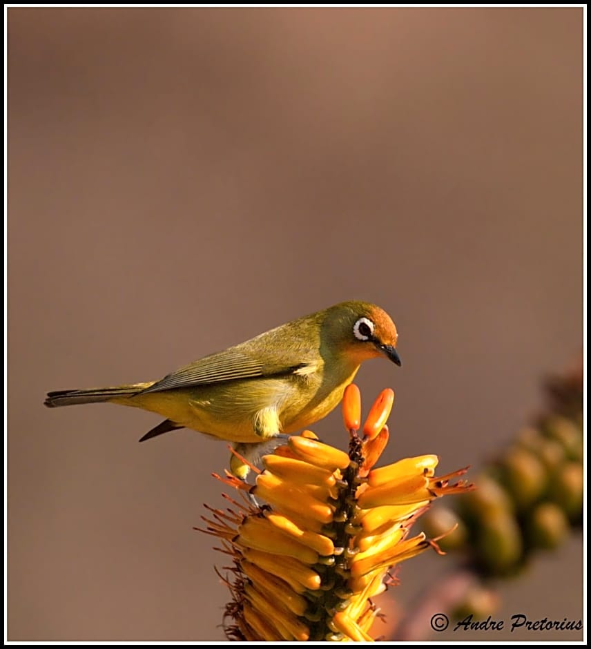 Aloe View Rock Lodge