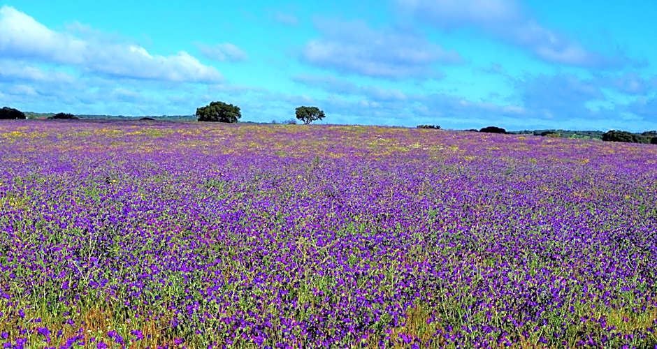 Lodge Monte Do Sobral