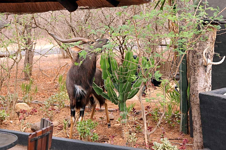B&B African Rock Lodge