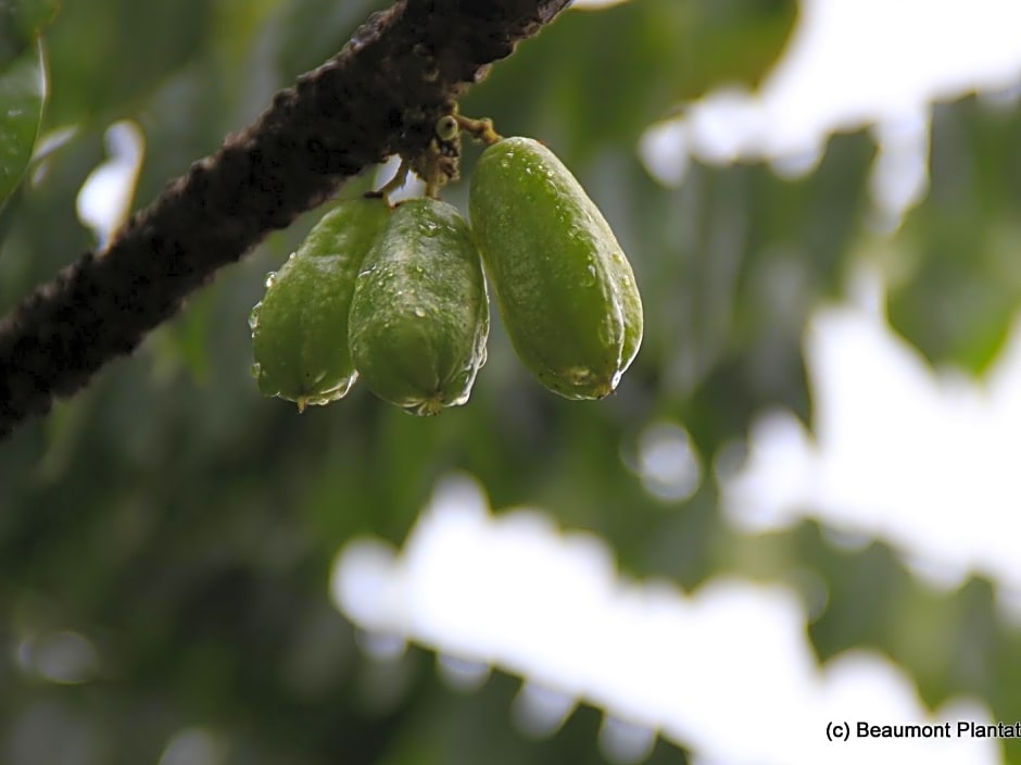 Beaumont Plantation Retreat