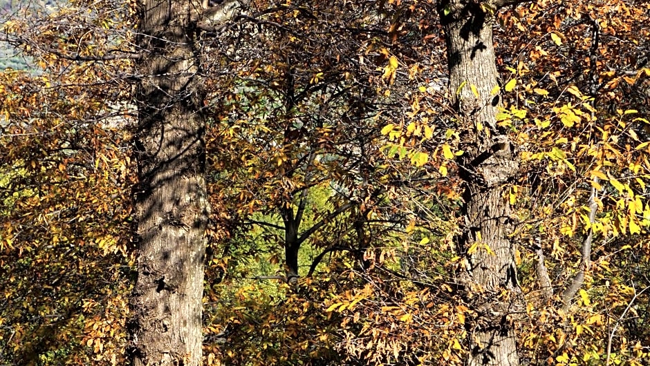 Antico Borgo San Francesco