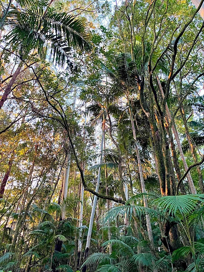 Nightcap Ridge - Byron Bay Hinterland