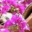 Hotel Finca Ca N'ai - Adults Only